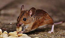 24 Hour & Emergency Exterminators in Harrisville, NY